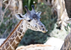 Žirafa poimenovana po prvih ženski na svetu, ki se je cepila proti covidu-19