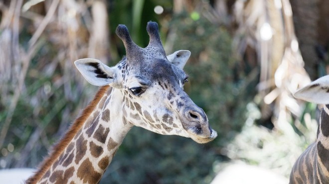 Žirafa poimenovana po prvih ženski na svetu, ki se je cepila proti covidu-19 (foto: profimedia)