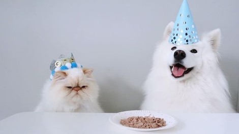 Kako si je samojed pridobil spletno popularnost, ker se druži z godrnjavim mačkom