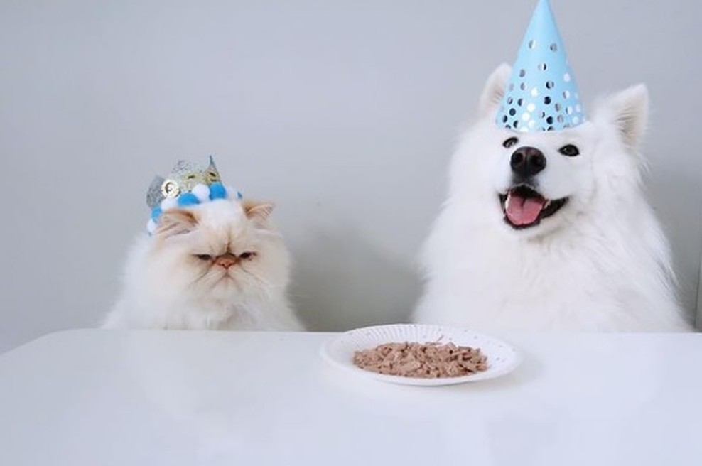 Kako si je samojed pridobil spletno popularnost, ker se druži z godrnjavim mačkom (foto: Instagram: @casperandromeo)