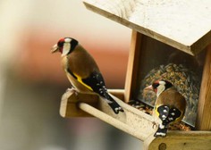 Prihodnji teden opazovanje ptic v naseljih