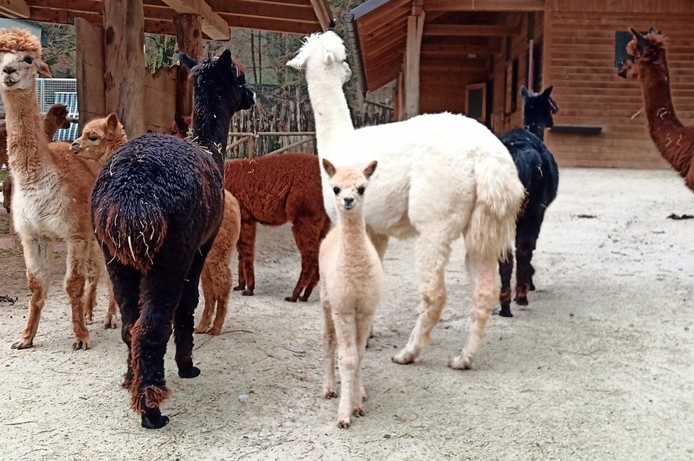 Ljubljanski živalski vrt po dveh mesecih znova odprt, prvi dan več kot 500 obiskovalcev (foto: ZOO Ljubljana)