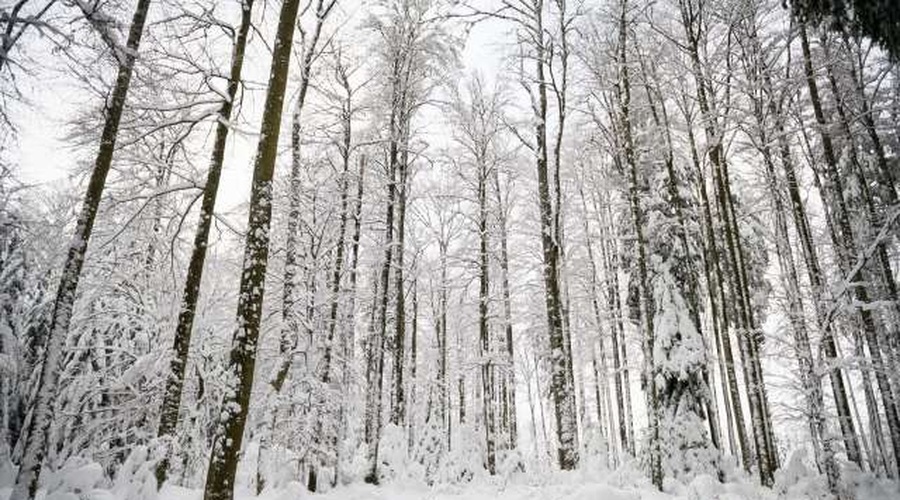 Tri na Pohorju izgubljene mladoletnike našli žive in zdrave (foto: Nebojša Tejić/STA)