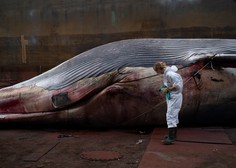 Blizu Neaplja našli poginulo, 20 metrov dolgo kitovko