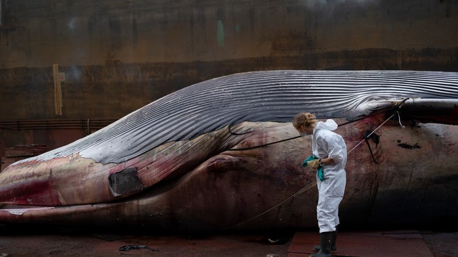 Blizu Neaplja našli poginulo, 20 metrov dolgo kitovko (foto: profimedia)