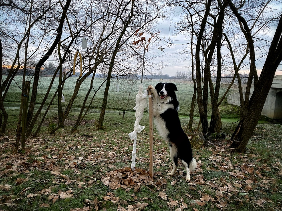 Akcija Bolj zelena Slovenija: drevesa, posajena s srcem (foto: PROMO)