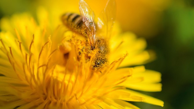 Začela se je sezona alergenega cvetnega prahu (foto: Profimedia)