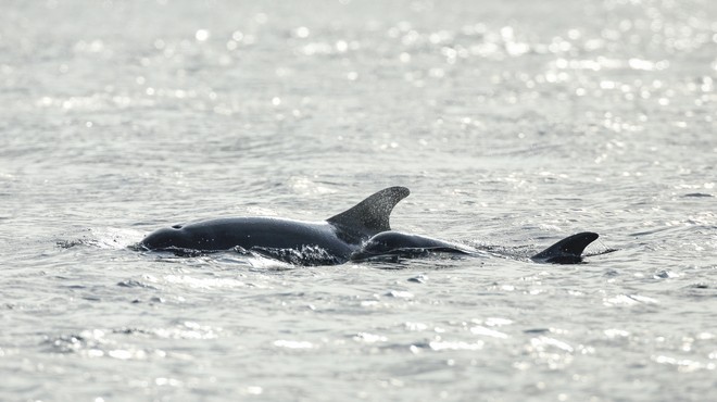 Na indonezijskem otoku Madura od 46 nasedlih kitov uspeli rešiti let tri (foto: profimedia)