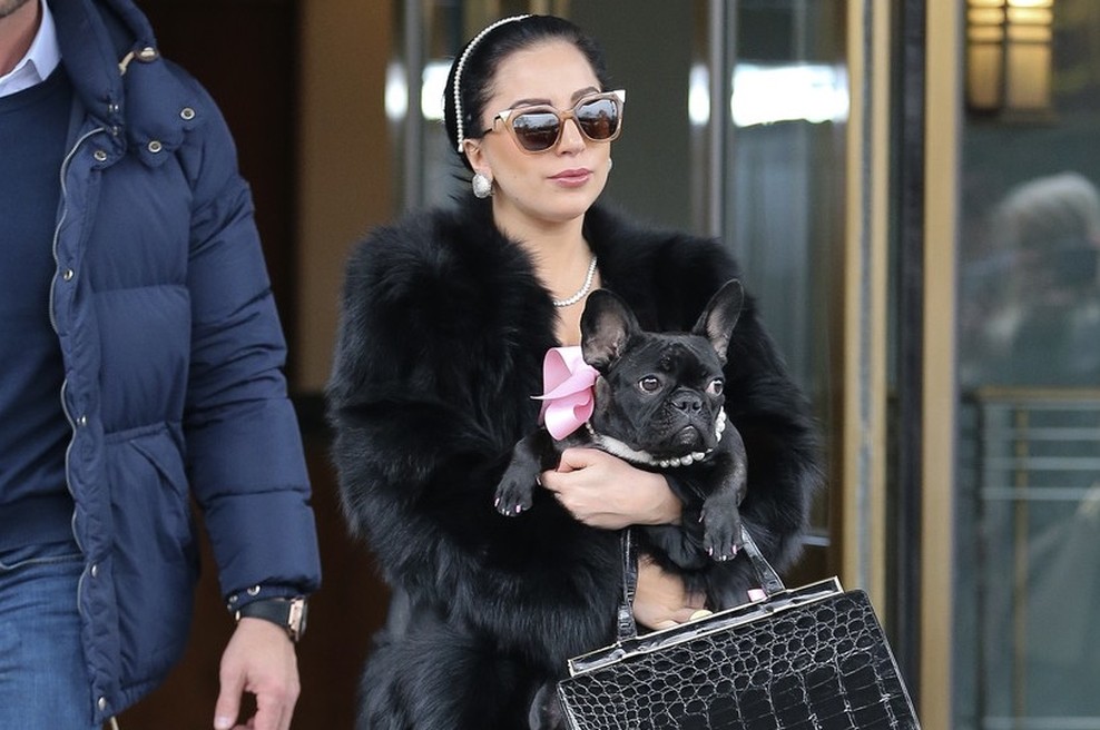 Neznanca v Los Angelesu ubila sprehajalca psov Lady Gaga in ugrabila njena dva buldoga (foto: Profimedia)