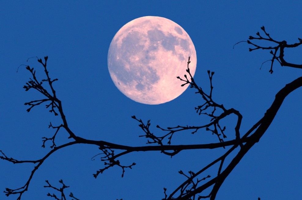 Japonski milijarder vabi osem ljudi z vsega sveta, da se mu pridružijo na poletu okoli Lune (foto: Profimedia)