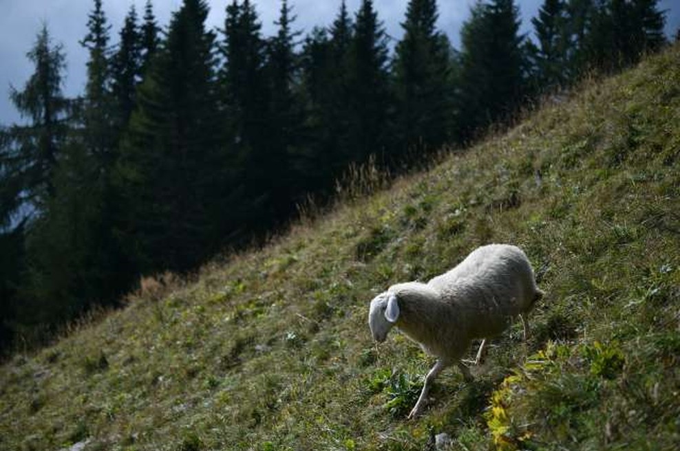 V Sloveniji ni več bolezni modrikastega jezika (foto: Tamino Petelinšek/STA)