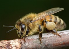 Odprli čebelarski paviljon Medena zgodba