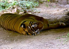 V ljubljanskem živalskem vrtu poginila sibirski tiger in kapibara