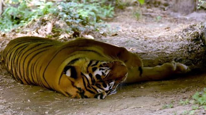 V ljubljanskem živalskem vrtu poginila sibirski tiger in kapibara (foto: Tamino Petelinšek/STA)