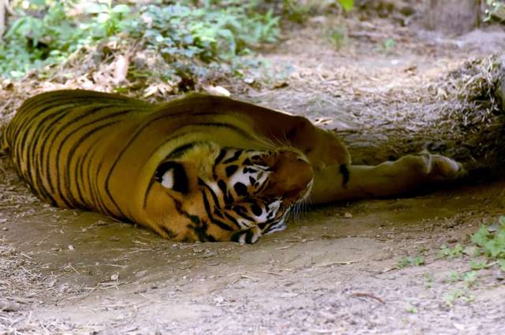 V ljubljanskem živalskem vrtu poginila sibirski tiger in kapibara (foto: Tamino Petelinšek/STA)