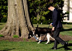 Major je spet ugriznil! Bi morali Bidenovega psa umakniti iz Bele hiše?