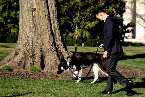 Major je spet ugriznil! Bi morali Bidenovega psa umakniti iz Bele hiše?