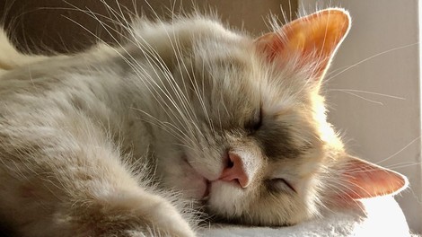 Odločil se je posvojiti siamsko mačko in dobil tega čudovitega slepega kosmatinca