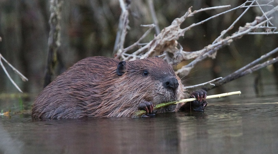 Nekoč iztrebljeni bober se vrača v Slovenijo (foto: ZOO Ljubljana)