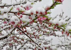 Nizke temperature prizadele cvetoče sadno drevje, pa tudi izpostavljene vrtnine