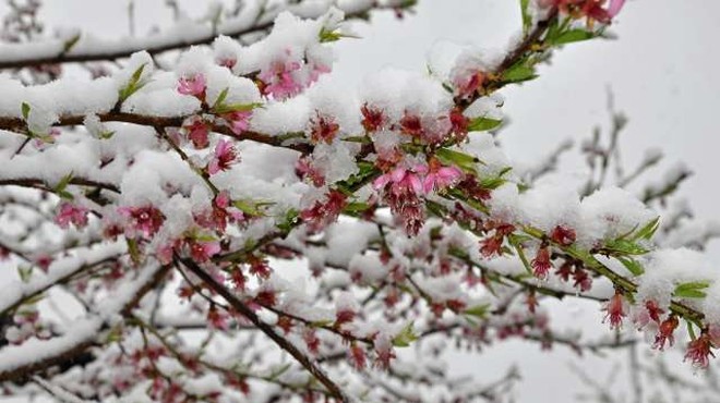 Nizke temperature prizadele cvetoče sadno drevje, pa tudi izpostavljene vrtnine (foto: Rasto Božič/STA)