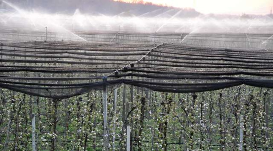 Temperature drugo noč zapored pod lediščem, nekateri sadjarji pridelek reševali z oroševanjem (foto: Rasto Božič/STA)