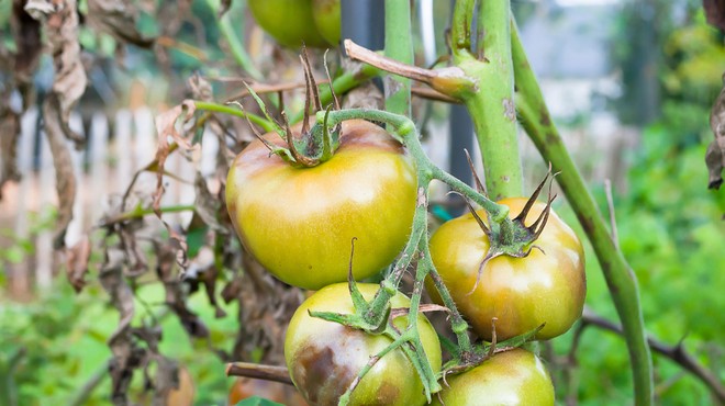 Vrtičkarji, pozor! Pojavil se je nevaren virus, ki ogroža pridelavo paradižnika in paprike (foto: Shutterstock)
