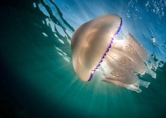 V slovenskem morju letos veliko meduz, ki največ težav povzročajo predvsem ribičem