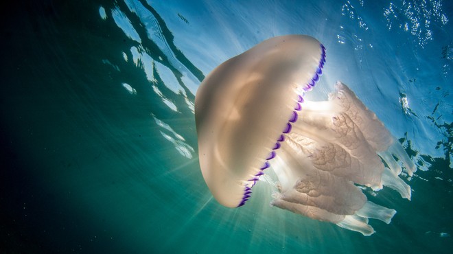 V slovenskem morju letos veliko meduz, ki največ težav povzročajo predvsem ribičem (foto: Shutterstock)