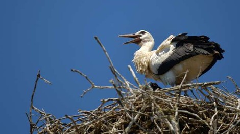 Najbolj znani hrvaški par štorkelj skupaj tudi letos