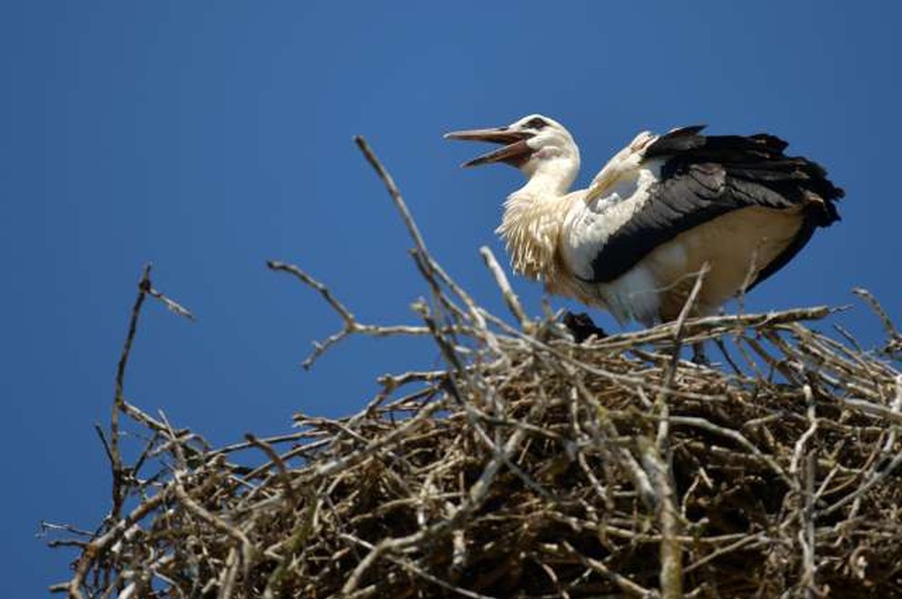 Najbolj znani hrvaški par štorkelj skupaj tudi letos (foto: Tamino Petelinšek/STA)