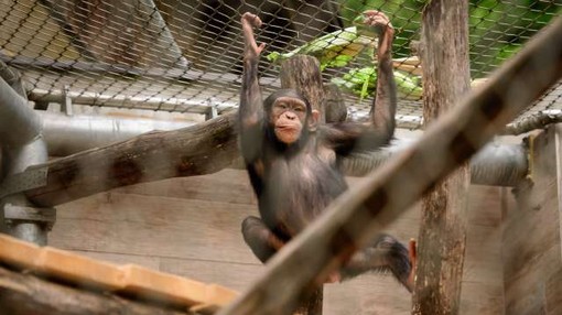 V ljubljanskem živalskem vrtu so se razveselili šimpanzjega podmladka