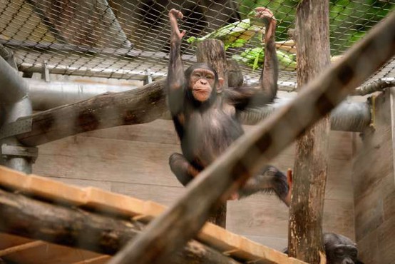V ljubljanskem živalskem vrtu so se razveselili šimpanzjega podmladka