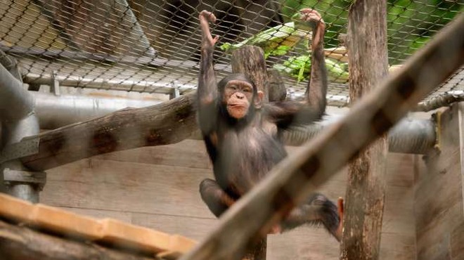 V ljubljanskem živalskem vrtu so se razveselili šimpanzjega podmladka (foto: Nebojša Tejić/STA)