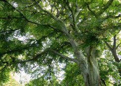 Novo najvišje drevo v Sloveniji je 67 metrov visoka Pečovniška duglazija