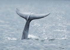 Na zahodni obali italijanskega škornja opazili mladega sivega kita