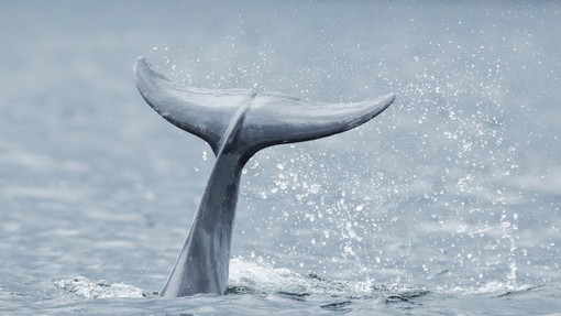 Na zahodni obali italijanskega škornja opazili mladega sivega kita