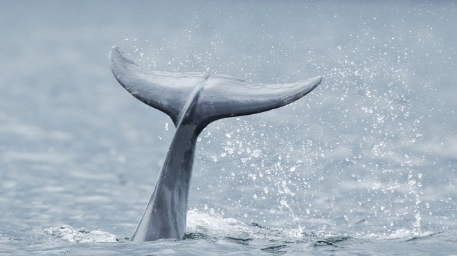 Na zahodni obali italijanskega škornja opazili mladega sivega kita (foto: profimedia)