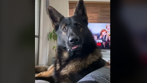 Z branjem seznama "Kruh, mleko ... kokain!" se je pohecal iz policijskega psa (reakcija je nasmejala TikTok)