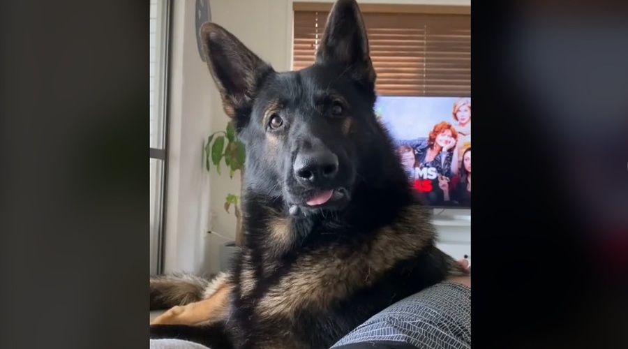 Z branjem seznama "Kruh, mleko ... kokain!" se je pohecal iz policijskega psa (reakcija je nasmejala TikTok) (foto: TikTok Dante)