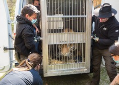 V ljubljanskem živalskem vrtu sibirska tigrica Vita dobila novega ženina