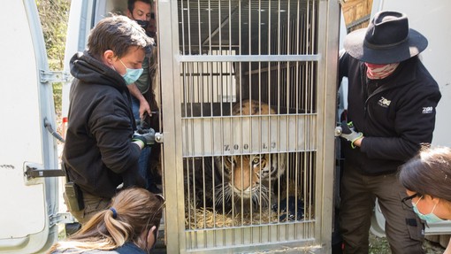 V ljubljanskem živalskem vrtu sibirska tigrica Vita dobila novega ženina