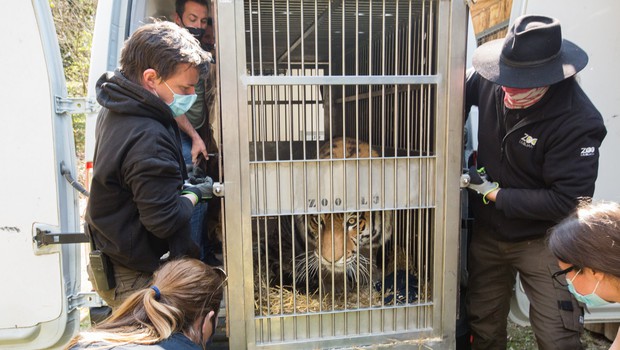 
                            V ljubljanskem živalskem vrtu sibirska tigrica Vita dobila novega ženina (foto: ZOO Ljubljana/Facebook)
