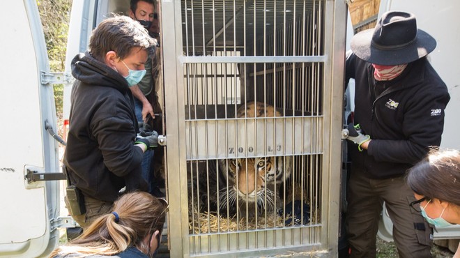 V ljubljanskem živalskem vrtu sibirska tigrica Vita dobila novega ženina (foto: ZOO Ljubljana/Facebook)