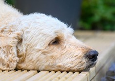 Pasja zvestoba: psička Lady vsak dan čaka pred vrati najljubšega soseda, umrlega pred štirimi leti