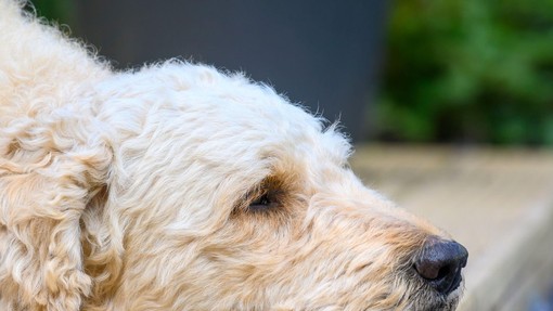 Pasja zvestoba: psička Lady vsak dan čaka pred vrati najljubšega soseda, umrlega pred štirimi leti