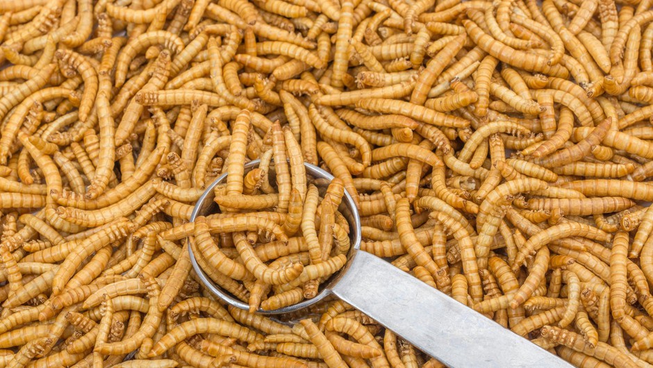 
                            V EU kot novo živilo odobrena prva žuželka (foto: Profimedia)