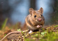 NIJZ opozarja na povečano nevarnost mišje mrzlice, število prijavljenih primerov narašča