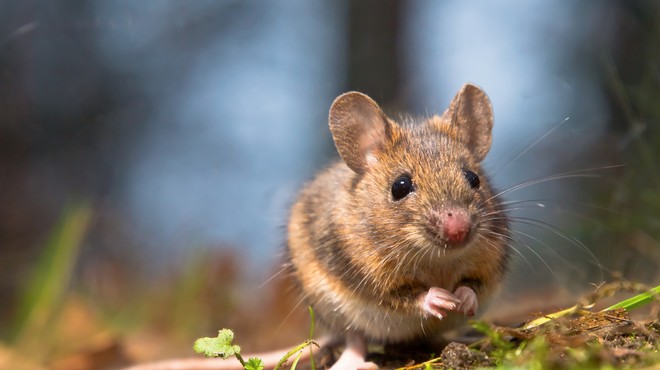 NIJZ opozarja na povečano nevarnost mišje mrzlice, število prijavljenih primerov narašča (foto: Shutterstock)
