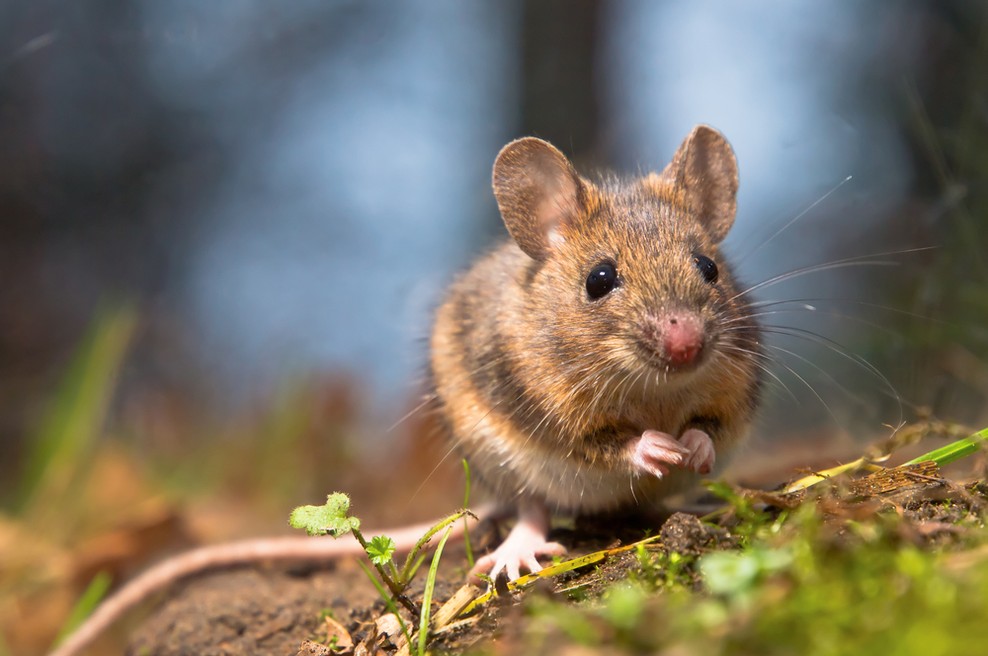 NIJZ opozarja na povečano nevarnost mišje mrzlice, število prijavljenih primerov narašča (foto: Shutterstock)